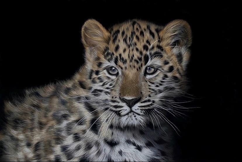 Clare Parkes - 'Amur Leopard Cub' - Framed Original