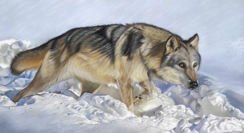 Clare Parkes - 'Artic Wolf' - Framed Original