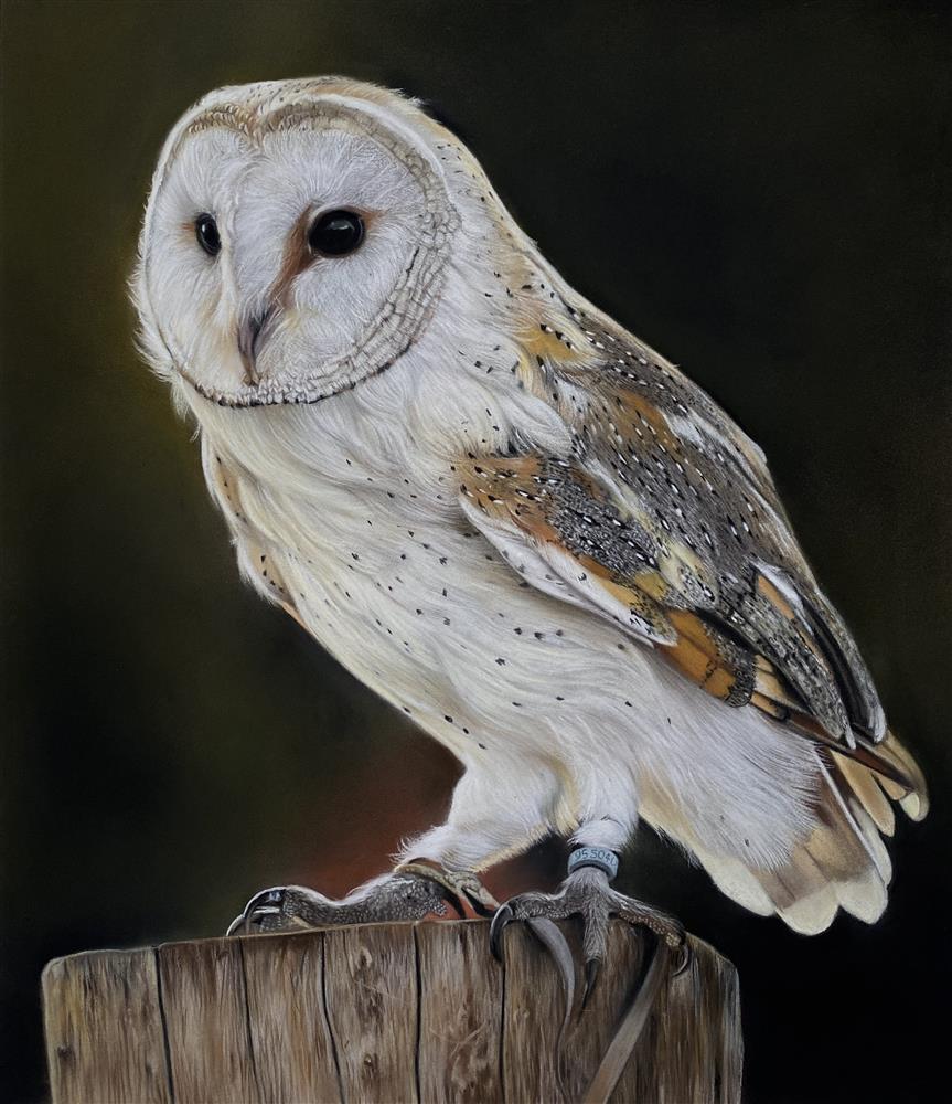 Clare Parkes - 'Barn Owl' - Framed Original