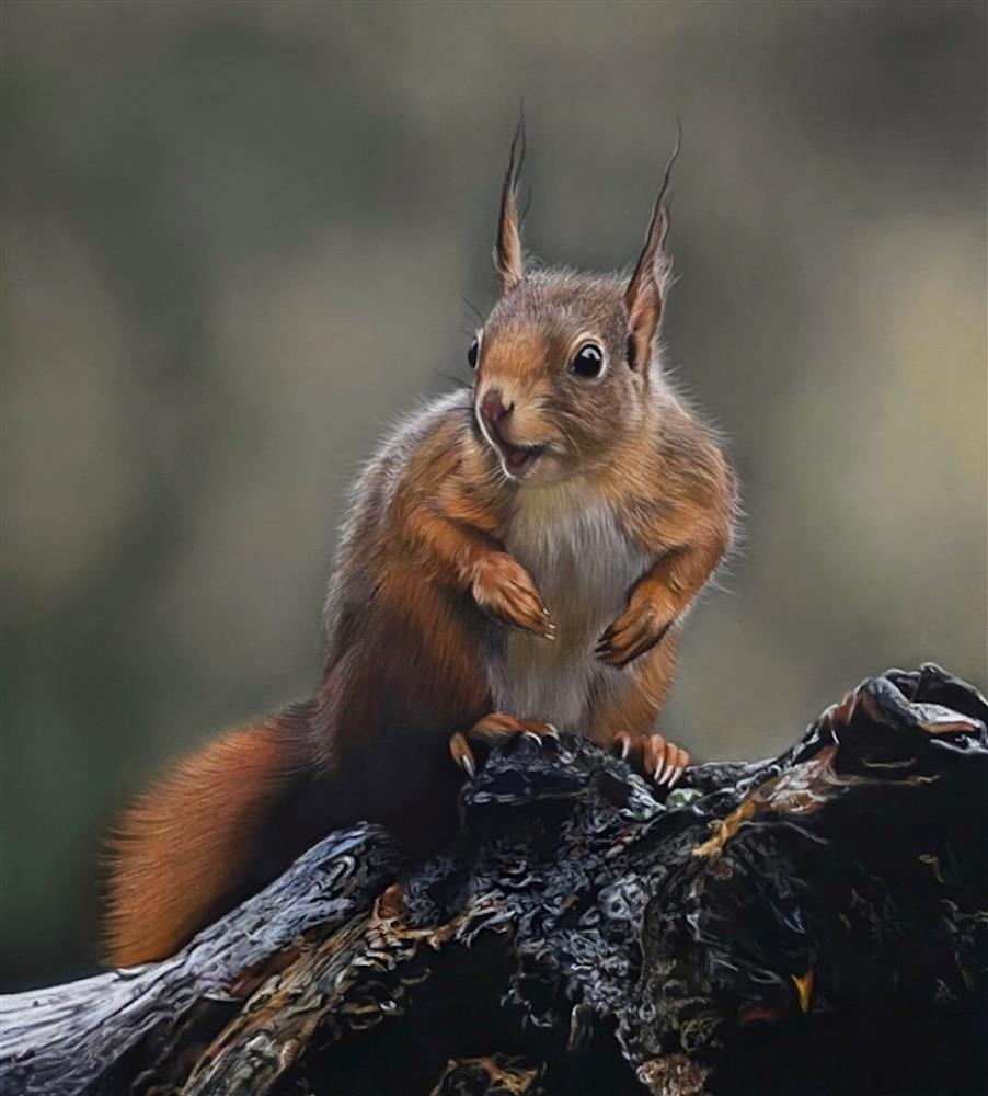 Clare Parkes - 'Inquisitive Squirrel' - Framed Original