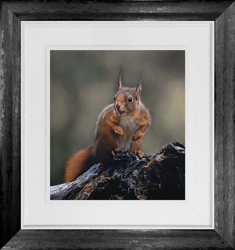 Clare Parkes - 'Inquisitive Squirrel' - Framed Original