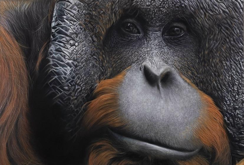 Clare Parkes - 'Orangutan' - Framed Original