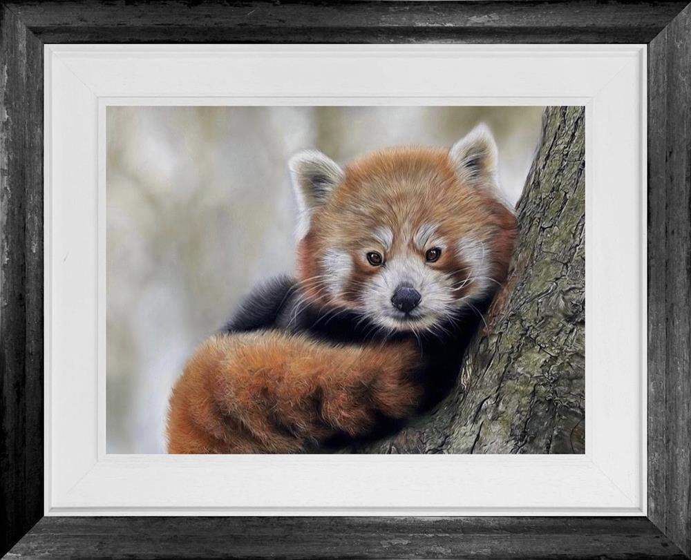 Clare Parkes - 'Red Panda' - Framed Original